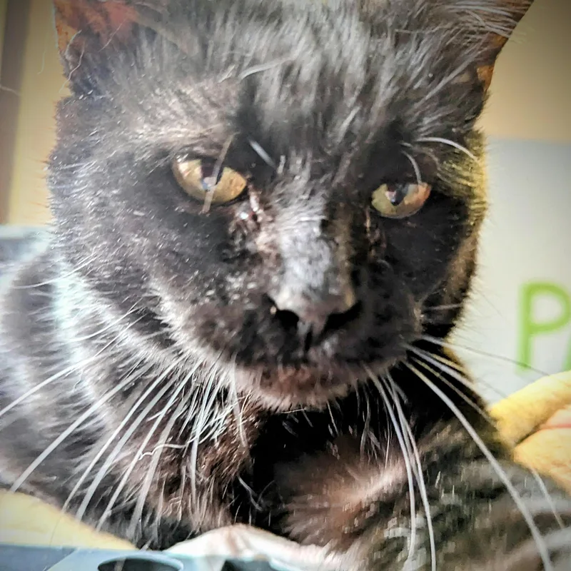 An adult medium-sized female Black Domestic Short Hair cat named Frenzy for adoption in Valley Falls, KS