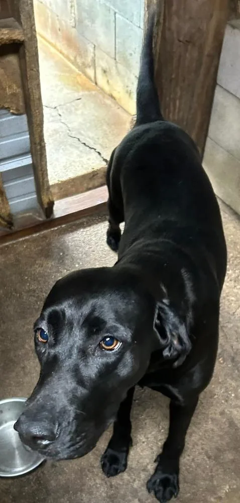 An adult large-sized female Black Labrador Retriever dog named Sarah for adoption in Lakeland, FL