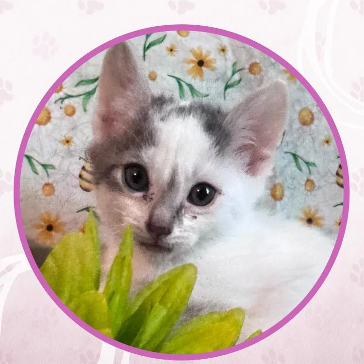 A baby small-sized female Domestic Short Hair cat named Lightnin Loops for adoption in Toms River, NJ