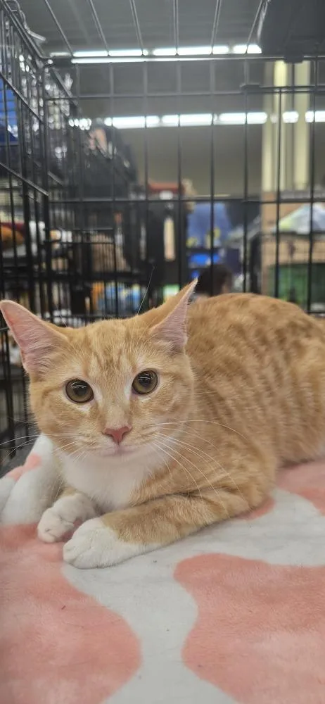 A baby small-sized female Domestic Short Hair cat named Kinsley for adoption in Kinston, NC