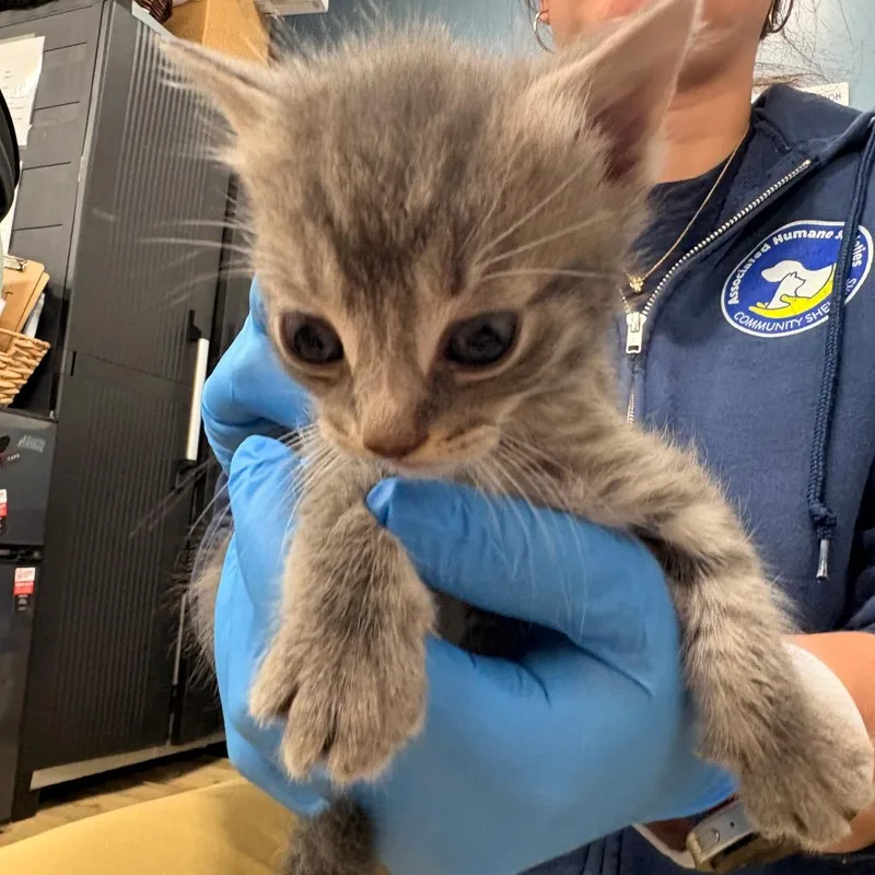 A baby small-sized male Gray / Blue / Silver Domestic Short Hair cat named Khloe for adoption in Newark, NJ