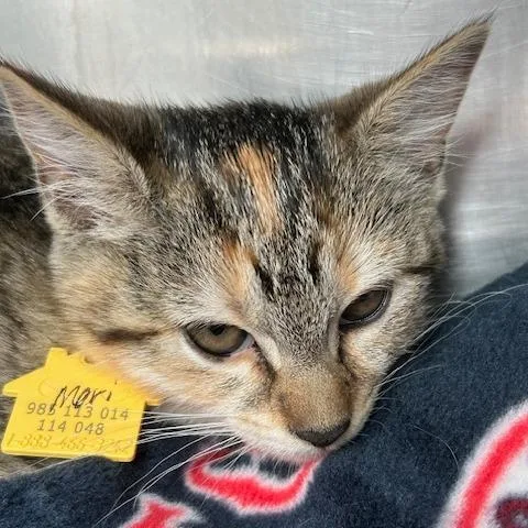 A baby small-sized female Torbie Domestic Short Hair cat named Mari for adoption in Springfield, MA