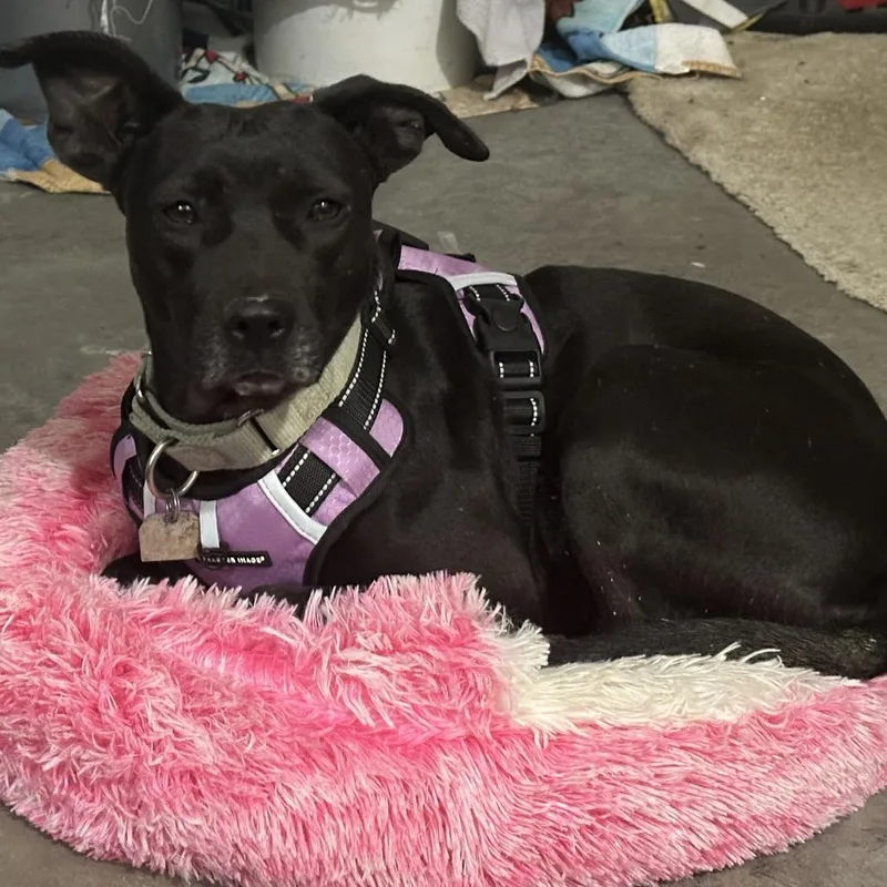 An adult medium-sized female Black Mixed Breed dog named Bashful for adoption in Chattanooga, TN