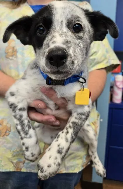 A baby medium-sized female Black Mixed Breed dog named Dolly for adoption in Stanwood, WA
