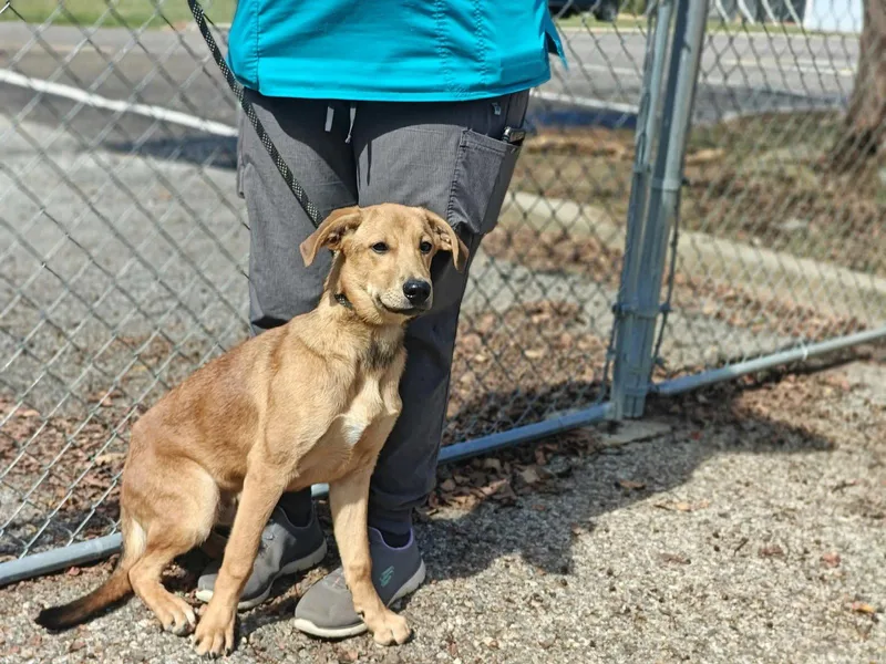 A young medium-sized male Retriever dog named Archie for adoption in Royal Palm Beach, FL