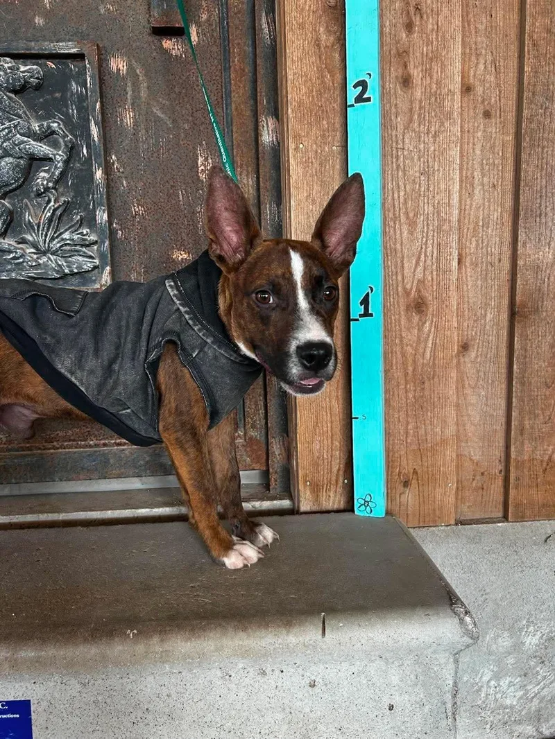 A baby small-sized male Rat Terrier dog named River for adoption in Media, PA