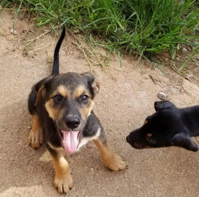 A baby medium-sized male Black German Shepherd Dog dog named Hawk for adoption in Greensboro, GA