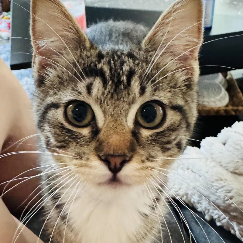 A baby small-sized male Tabby (Brown / Chocolate) Domestic Short Hair cat named Pretzel and Potato Chip for adoption in Fort Worth, TX
