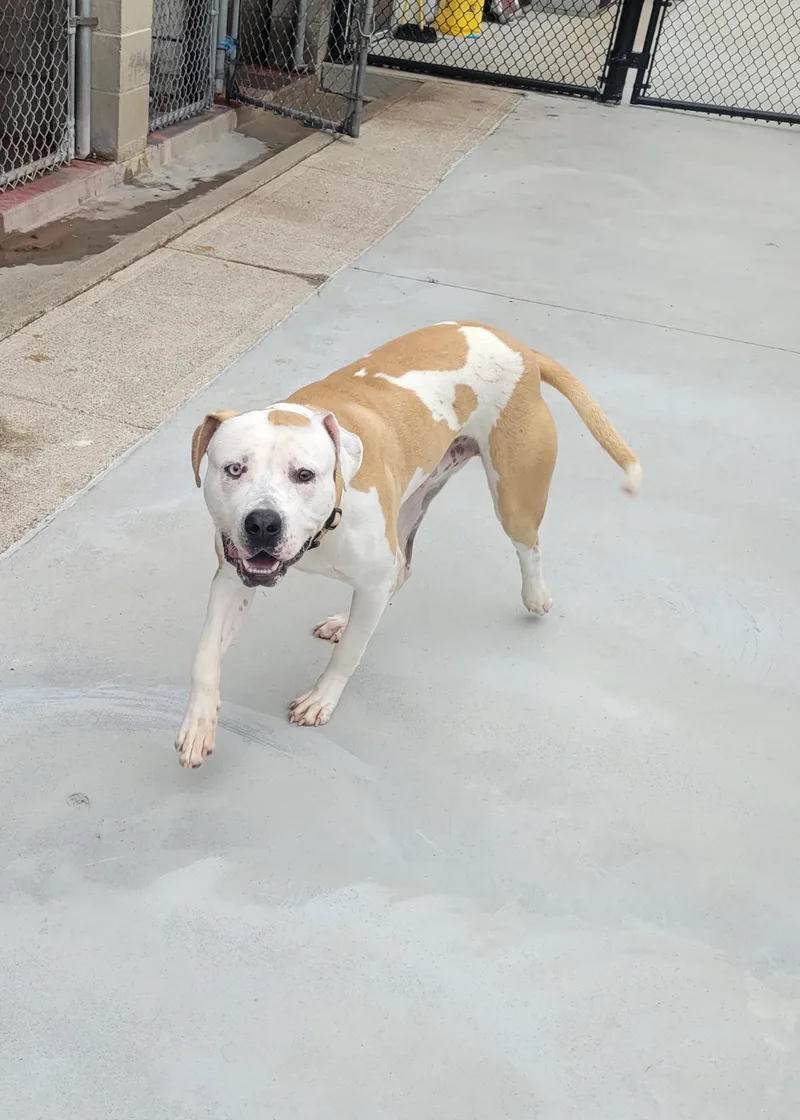 A young large-sized male American Staffordshire Terrier dog named Banks for adoption in North Attleboro, MA