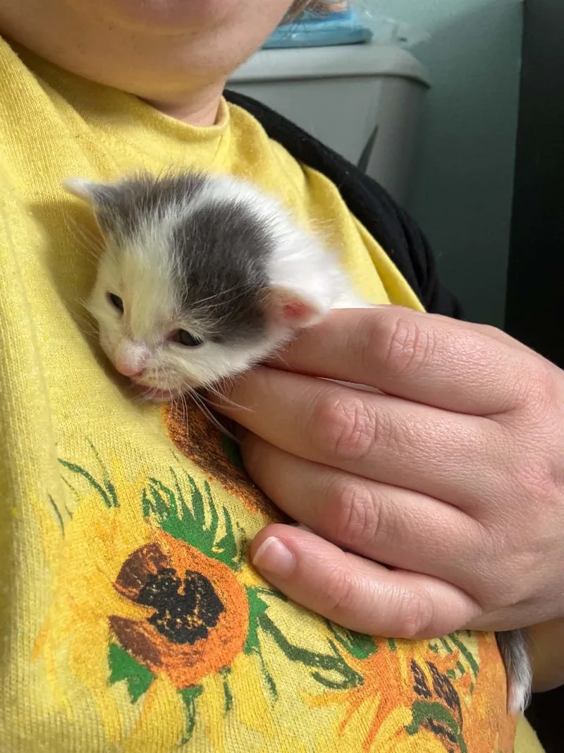 Custard