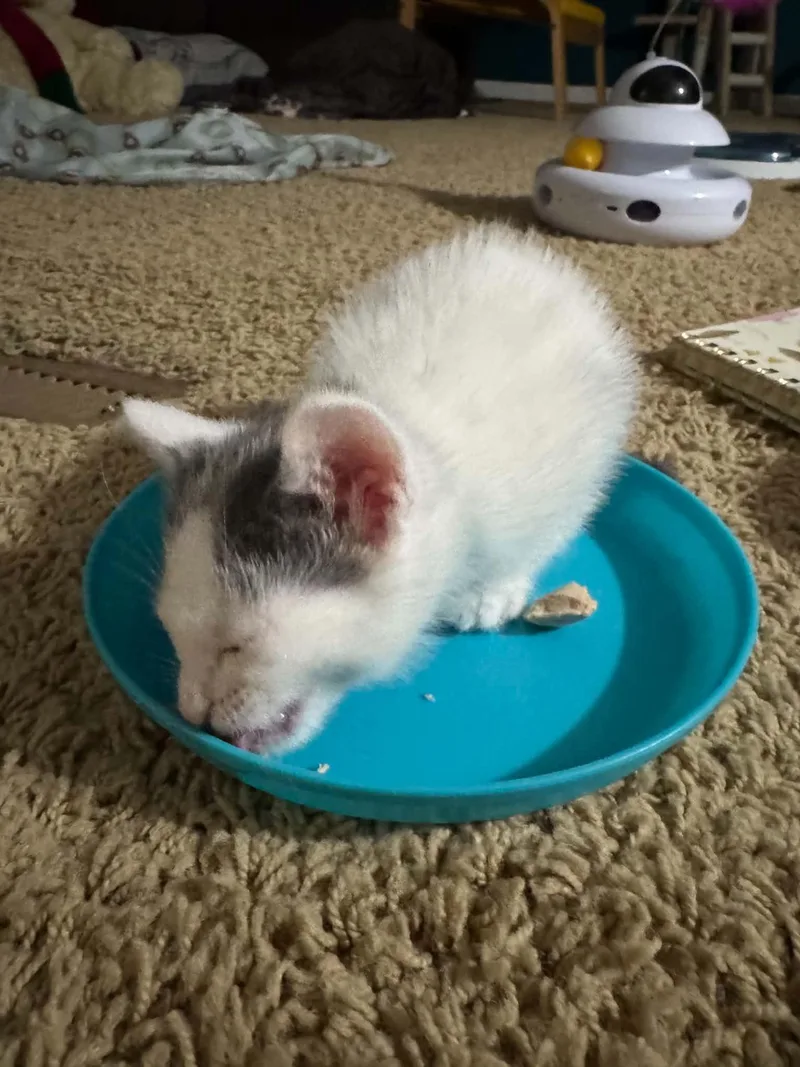 Custard thumbnail 3