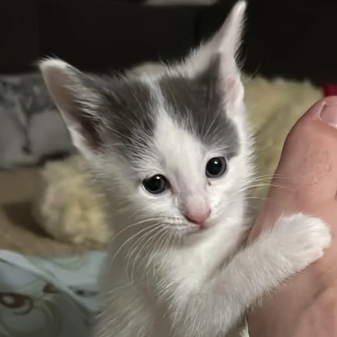 Custard thumbnail 5