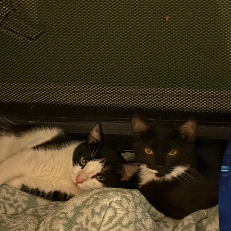 A baby medium-sized female Black & White / Tuxedo Domestic Short Hair cat named Ancho & Serrano for adoption in Brooklyn, NY