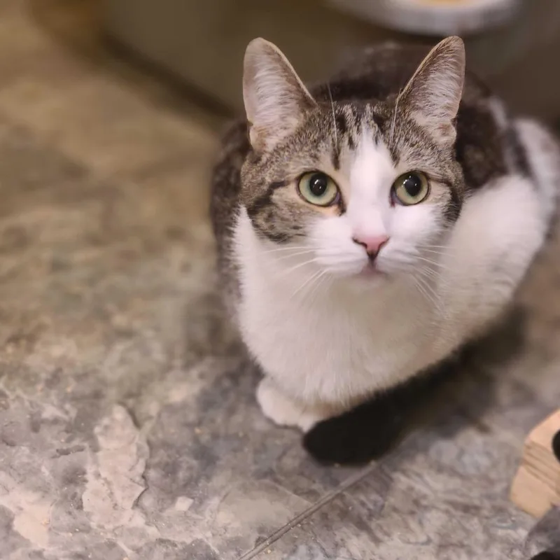 Sugar [ Feral ] thumbnail 2