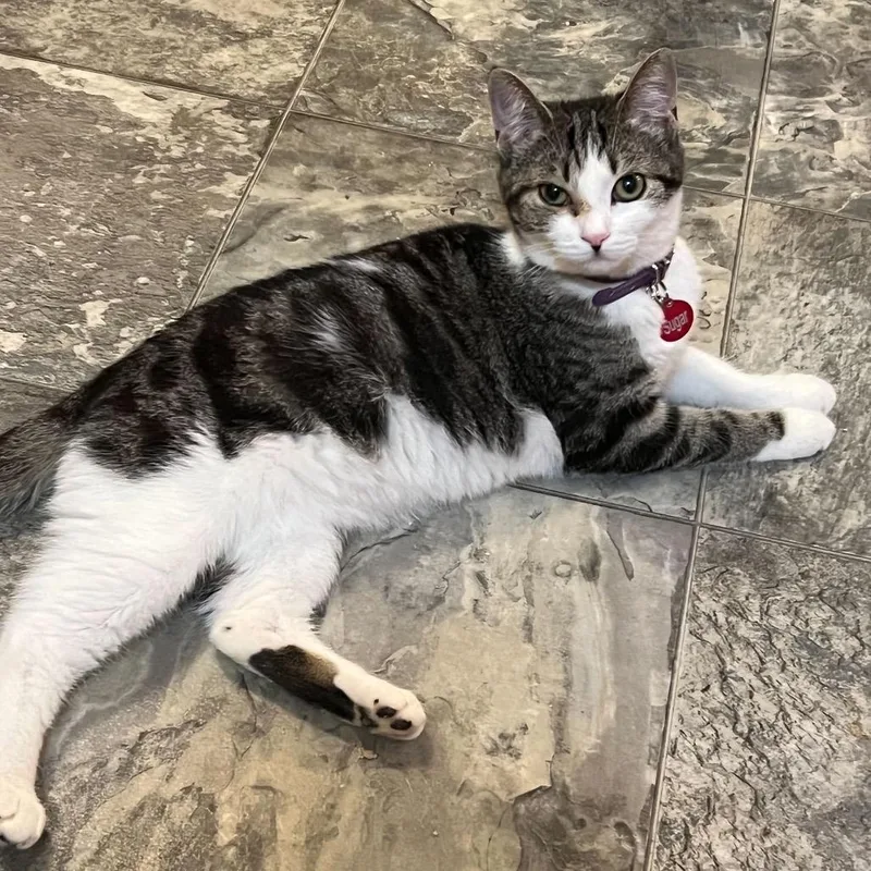 Sugar [ Feral ] thumbnail 3