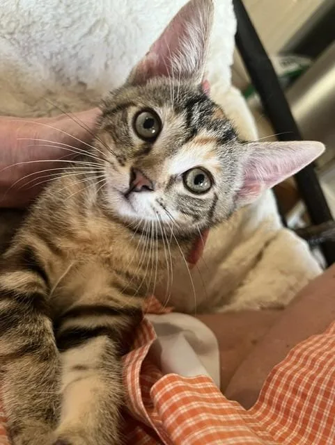 A baby small-sized female Domestic Short Hair cat named Athena for adoption in Magnolia, TX