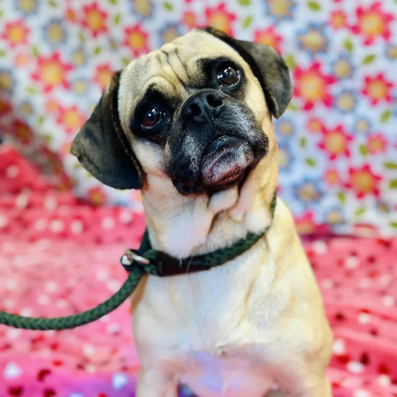 An adult medium-sized male Brown / Chocolate Puggle dog named Pugsley for adoption in Jackson, NJ