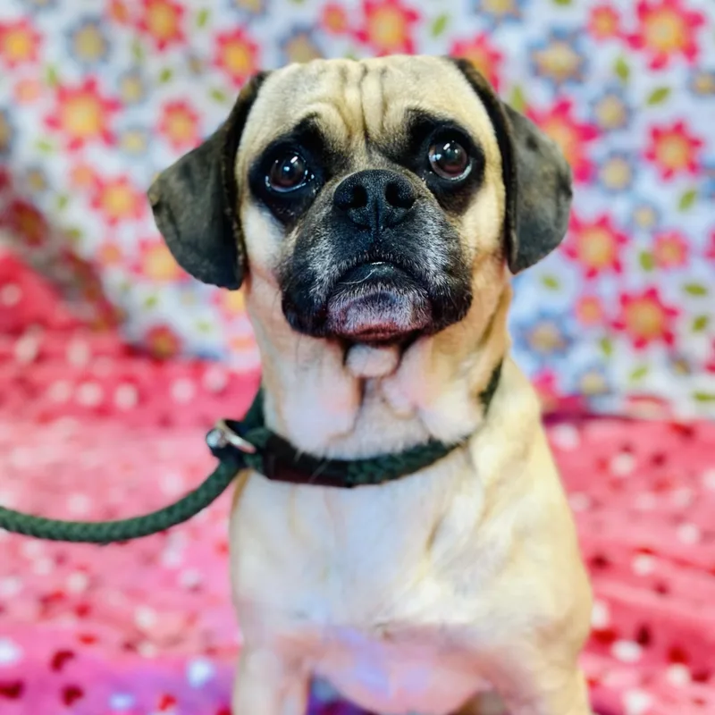 Pugsley thumbnail 2