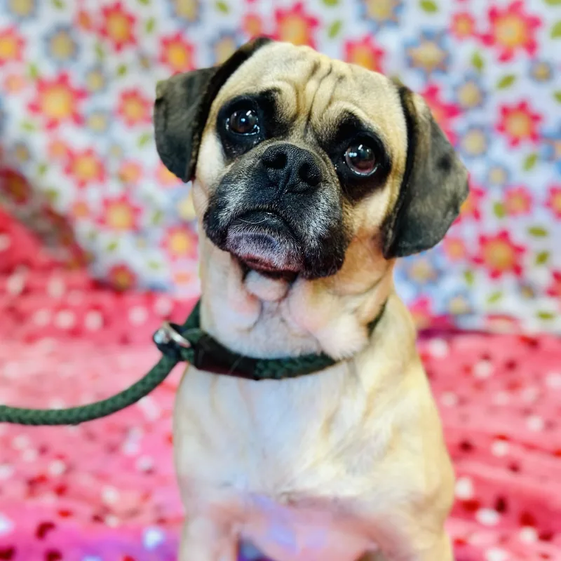 Pugsley thumbnail 3