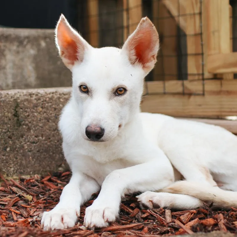 A young small-sized male Shepherd dog named Wiley for adoption in Rochester, MN