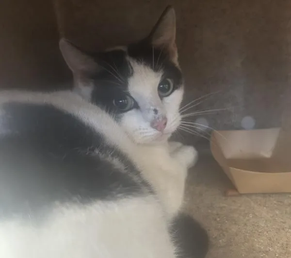 An adult medium-sized female Domestic Short Hair cat named Trixie for adoption in Ridgewood, NY