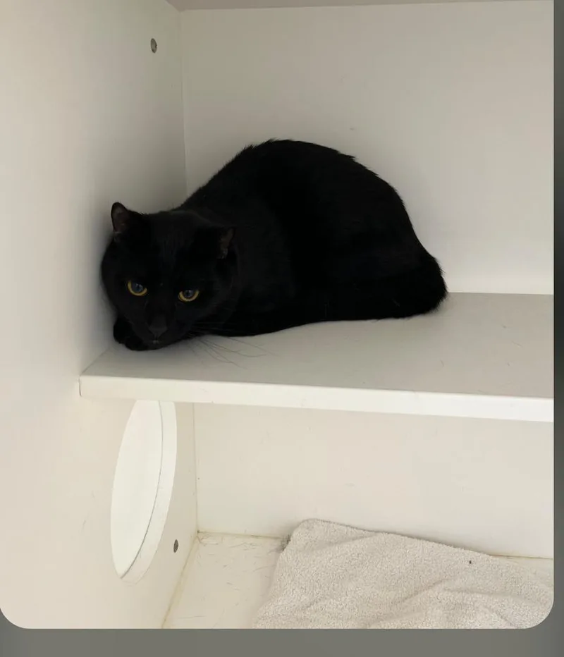 A baby small-sized male American Shorthair cat named Joe for adoption in Greenfield, IN