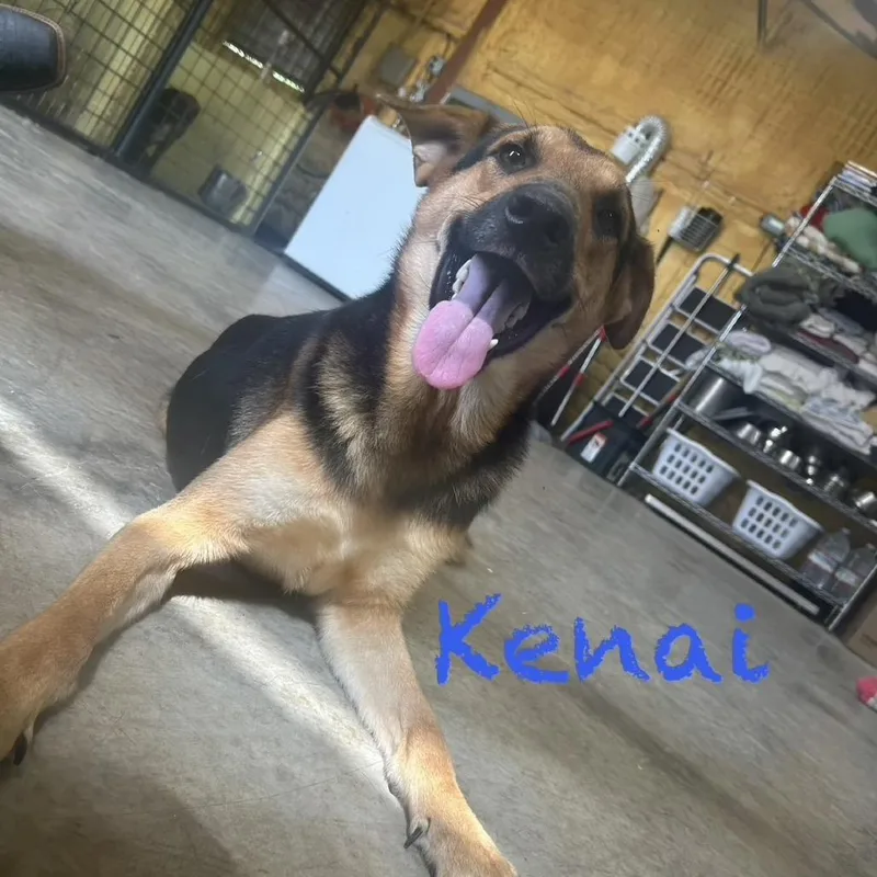 Kenai thumbnail 2