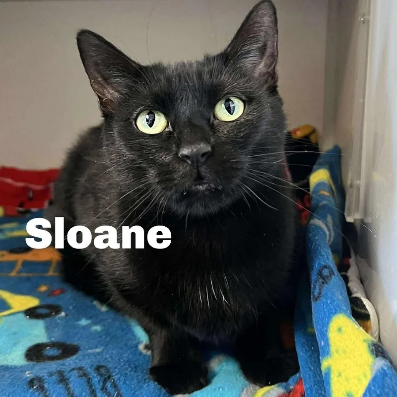 Sloane