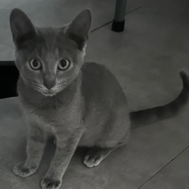 A baby small-sized male Gray / Blue / Silver Domestic Short Hair cat named Bruce for adoption in Carmel, IN