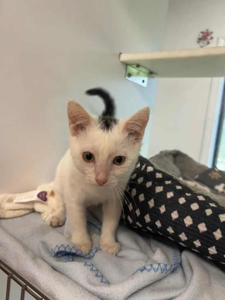 A baby small-sized male Domestic Short Hair cat named Cola for adoption in Carthage, MO