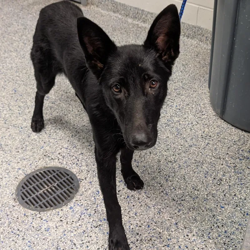 An adult medium-sized female Black Mixed Breed dog named Abigail for adoption in Greenville, SC