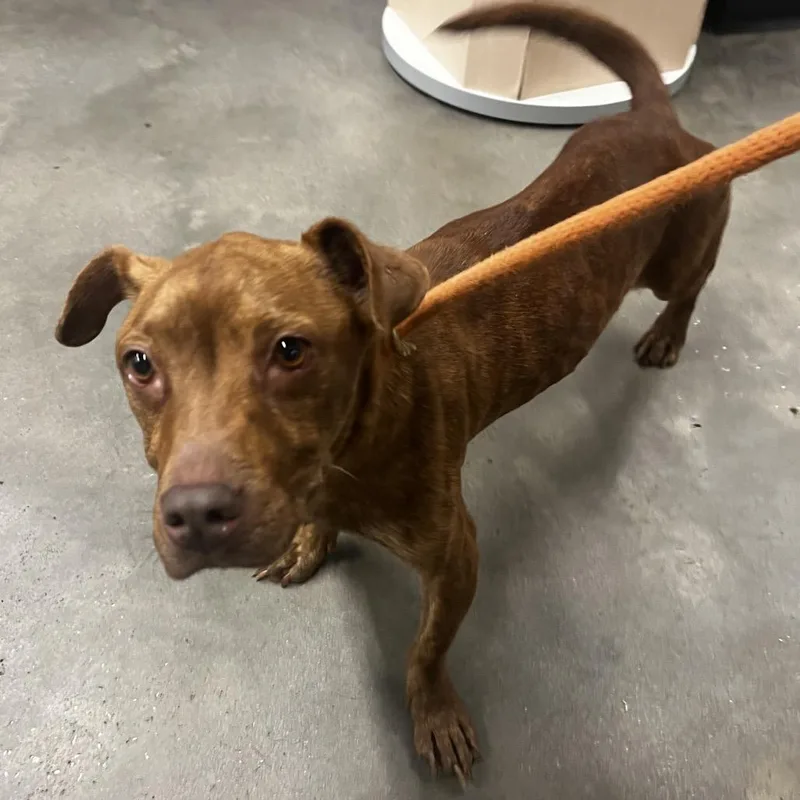 An adult medium-sized female Brown / Chocolate Terrier dog named Lady for adoption in Tampa, FL