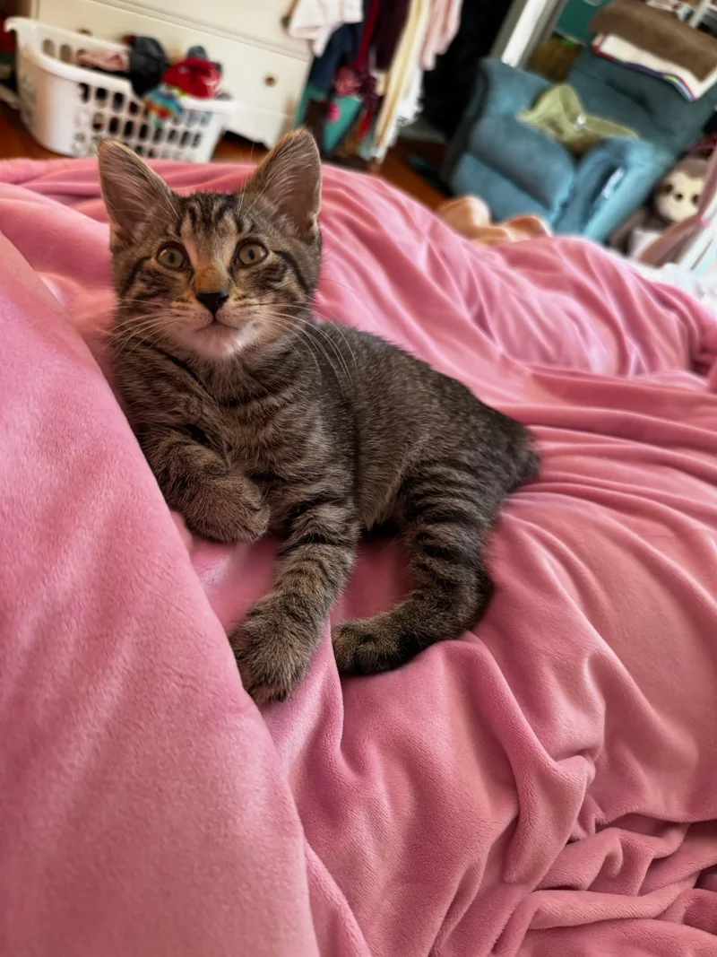 A baby medium-sized male Tabby (Brown / Chocolate) Domestic Short Hair cat named George for adoption in Newark, NJ