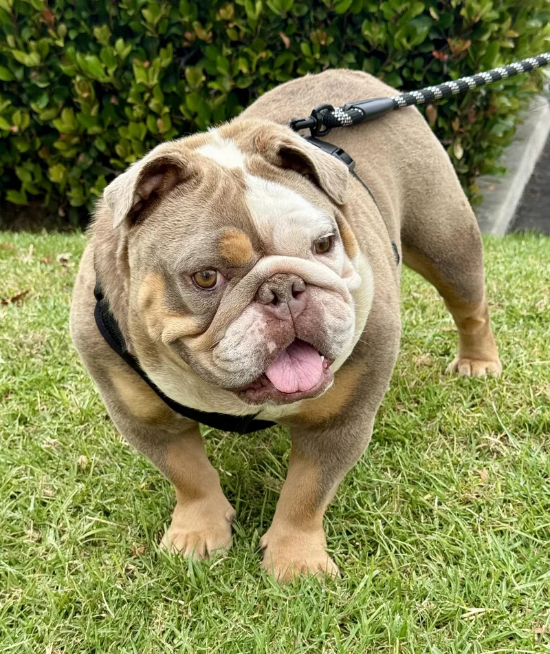 An adult medium-sized female Yellow / Tan / Blond / Fawn Bulldog dog named Coco Latte for adoption in Los Alamitos, CA
