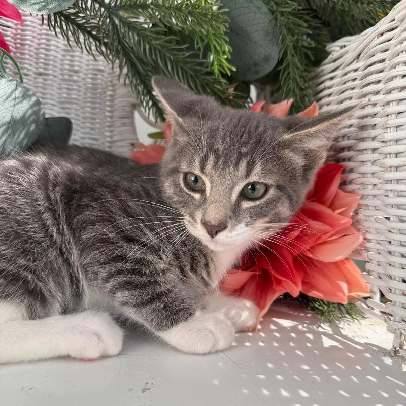 A baby small-sized male Gray / Blue / Silver Domestic Short Hair cat named Kitastrophe Mayhem for adoption in Eaton Rapids, MI