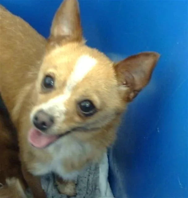 A young small-sized female Mixed Breed dog named Matilda for adoption in Dallas, TX