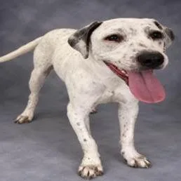 A young medium-sized male English Bulldog dog named Loki for adoption in West Palm Beach, FL