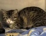 An adult medium-sized female Tabby (Buff / Tan / Fawn) Domestic Short Hair cat named Blakely for adoption in Orange, VA
