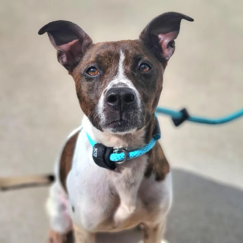 An adult medium-sized female White / Cream Mixed Breed dog named Stella for adoption in Sarasota, FL