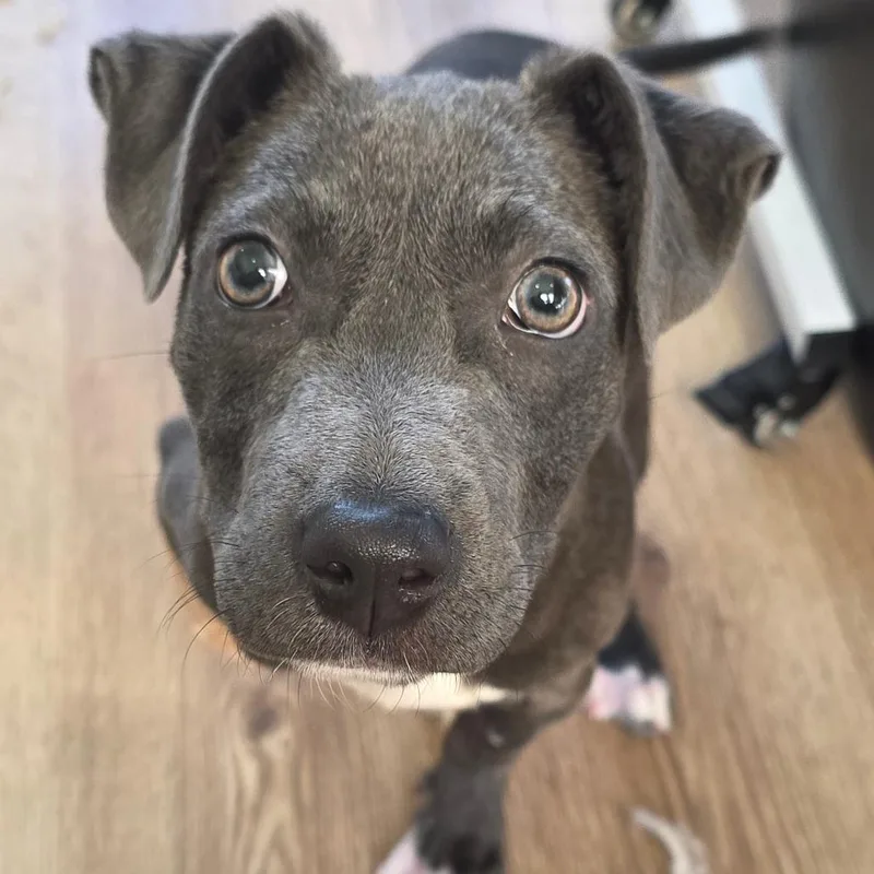 A baby small-sized female Gray / Blue / Silver Retriever dog named Camry for adoption in Chapel Hill, NC