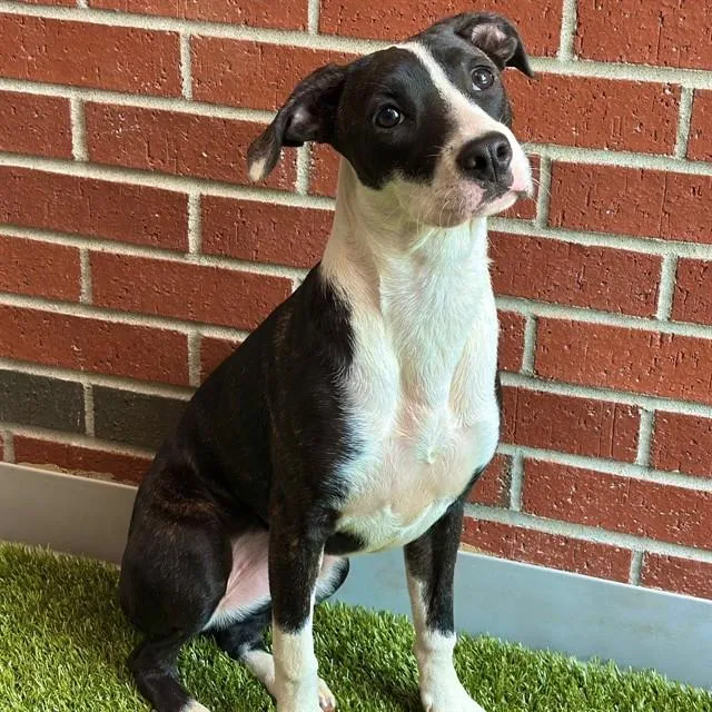 A young small-sized female Mixed Breed dog named Kiernan for adoption in Edmond, OK