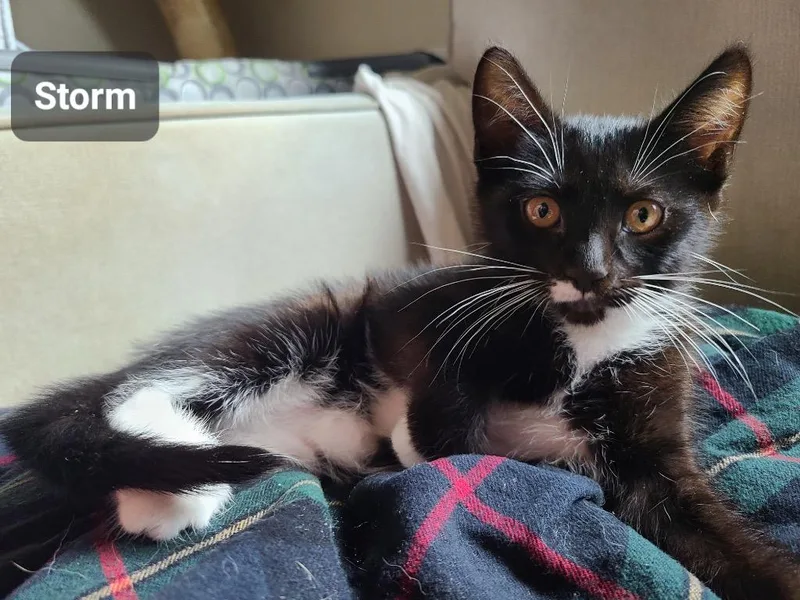 A baby medium-sized female Domestic Short Hair cat named Storm for adoption in San Antonio, TX