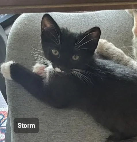 Storm thumbnail 3