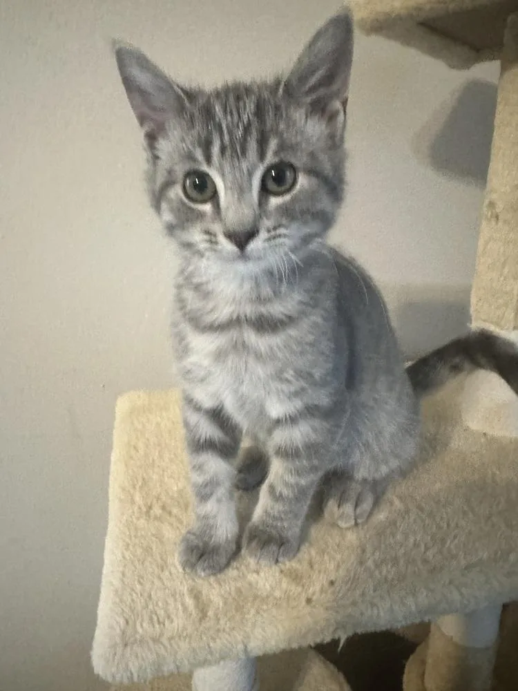 A baby small-sized male Gray / Blue / Silver Domestic Short Hair cat named Little L. Little for adoption in Mishawaka, IN