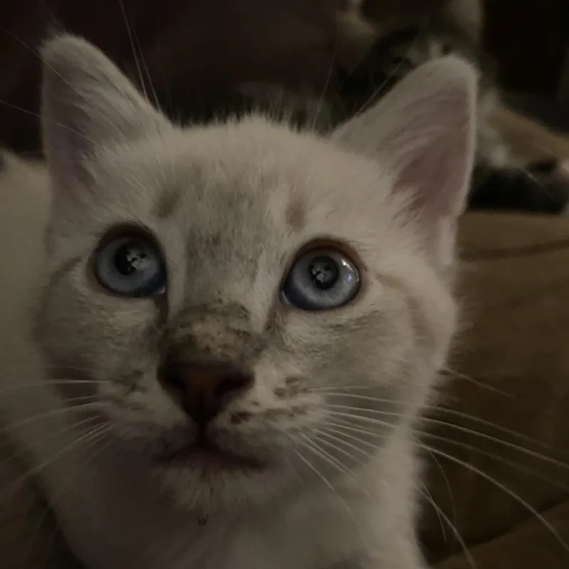 A baby small-sized female Cream / Ivory Domestic Short Hair cat named Enya for adoption in Ashland, OR