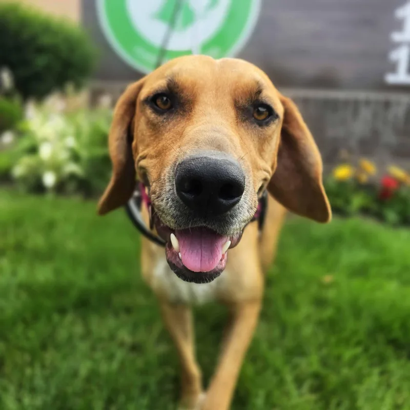 An adult large-sized female Golden Hound dog named Kassy for adoption in Itasca, IL