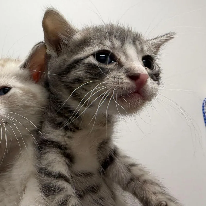 A baby small-sized female Gray / Blue / Silver Domestic Short Hair cat named Dutton for adoption in Los Angeles, CA