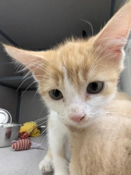 A baby small-sized male Domestic Short Hair cat named Slushie I AM for adoption in East Brookfield, MA