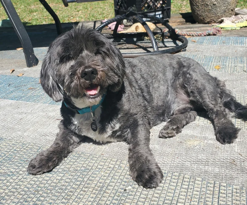 A senior small-sized male Shih Tzu dog named Gunny for adoption in Houston, TX