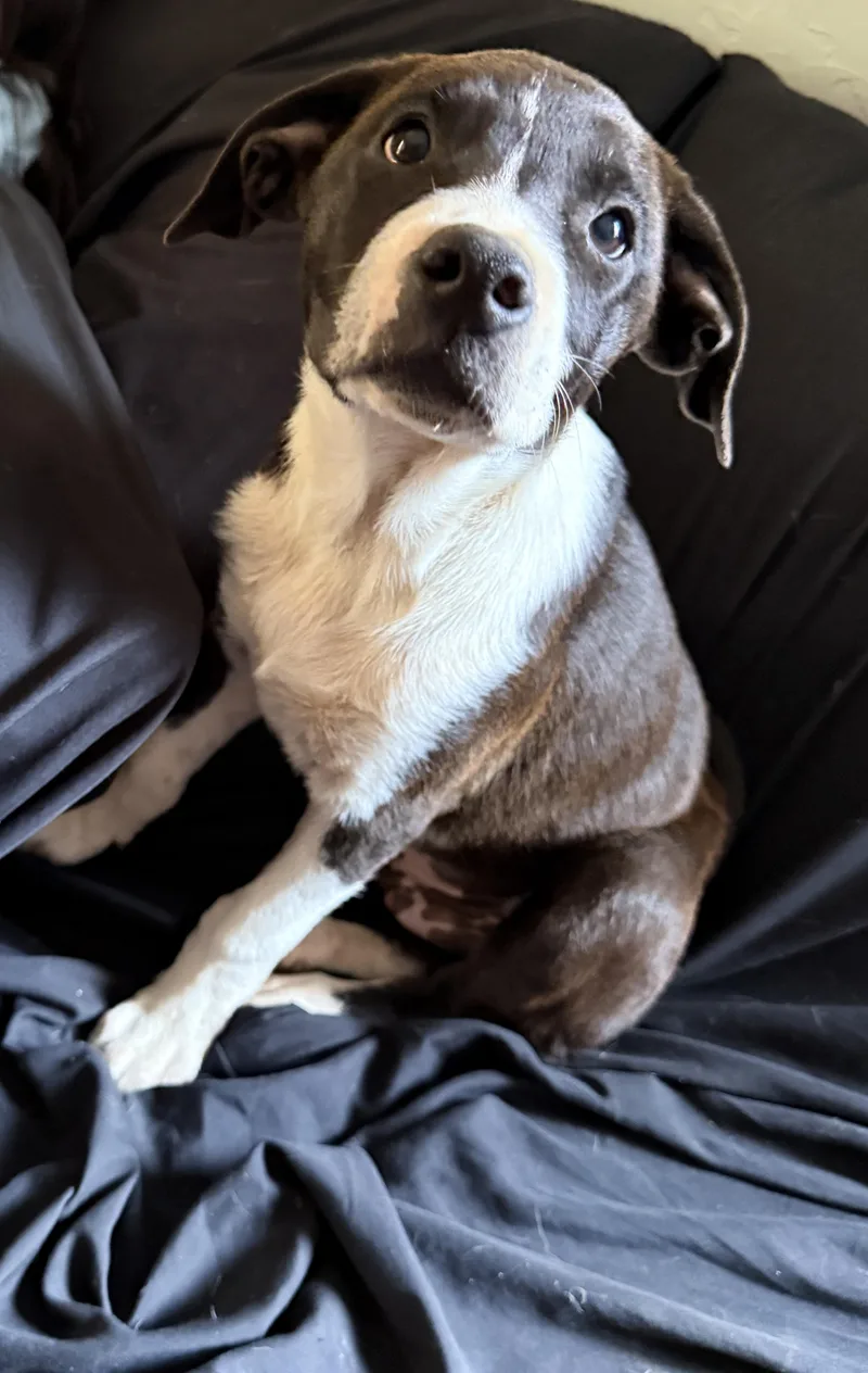 A baby medium-sized male Border Collie dog named Toby for adoption in Plano, TX
